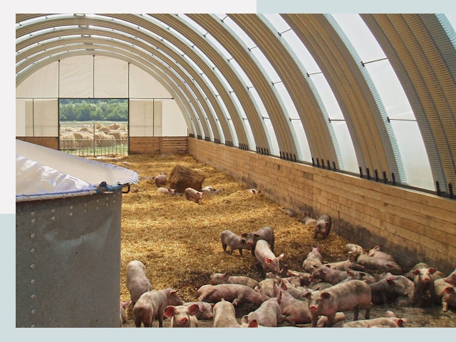 Строительство свинарников в Тутаеве