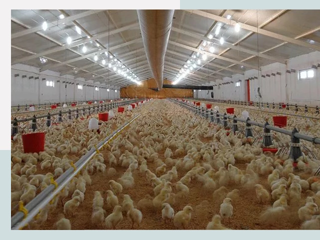 Проектирование птичников в Тутаеве от 52420 р. | СтальСтрой-Ттв